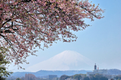 サクラと富士山