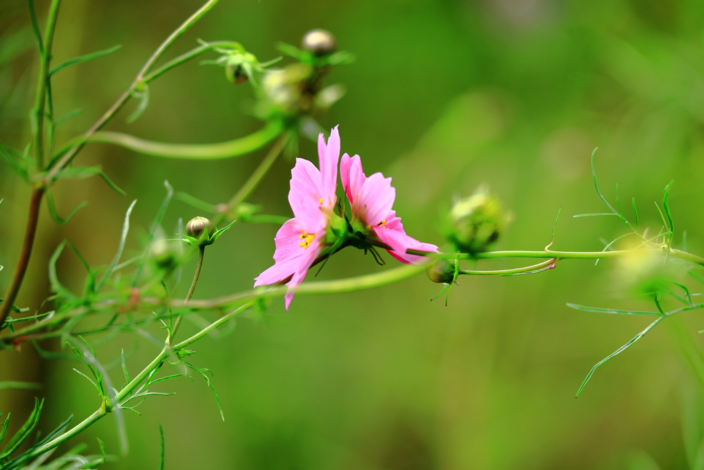 交わるコスモス