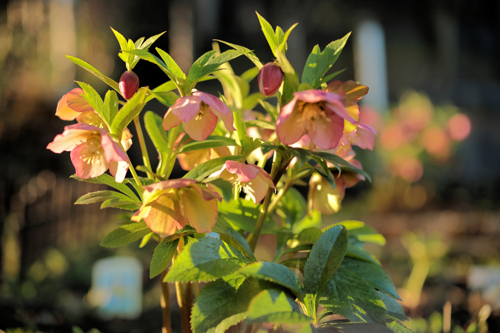 ピンクのクリスマスローズ