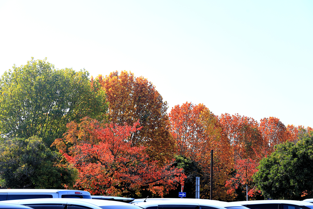 昭和記念公園の駐車場