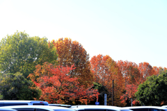 昭和記念公園の駐車場