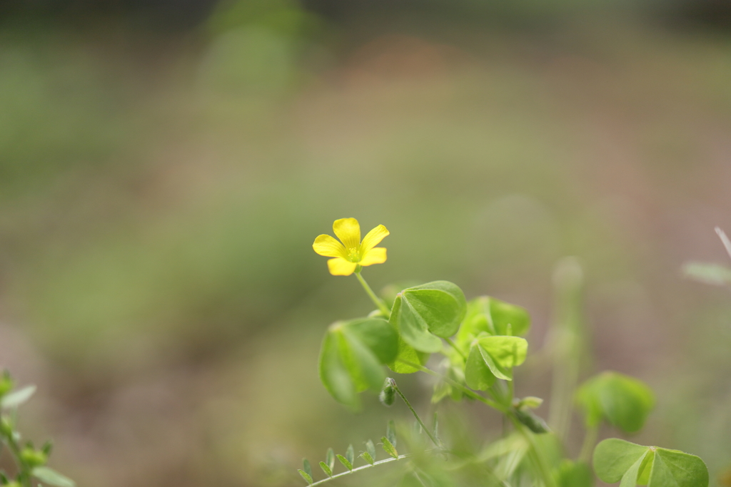 庭の花　カタバミ