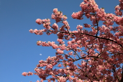 川津桜と月