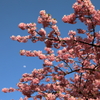 川津桜と月