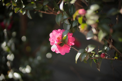 山茶花