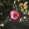 山茶花