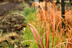ススキのうなじ