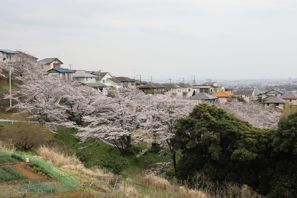 住宅街の桜