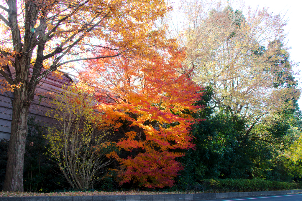 今年最後の紅葉