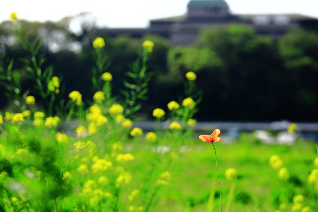 淡い黄色と淡いオレンジと