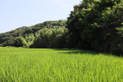 真夏の稲