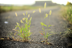 猫じゃらしと夕陽