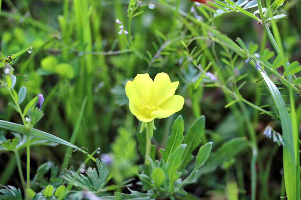 メマツヨイグサ