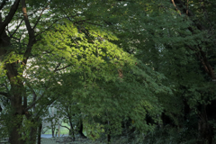 紅葉前の緑