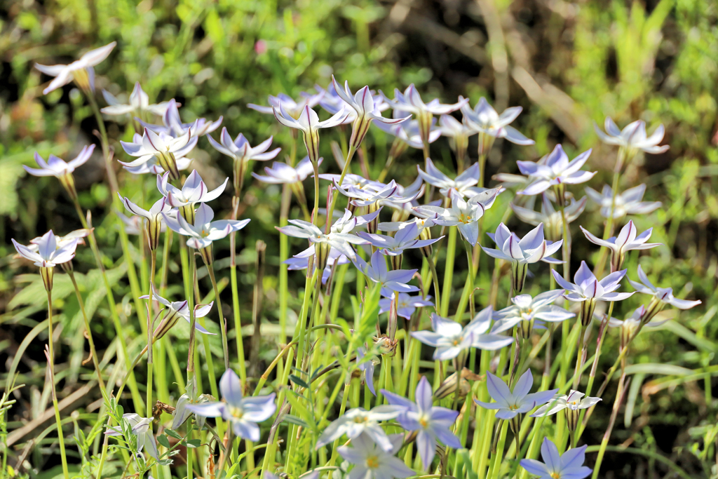 群生するハナニラ