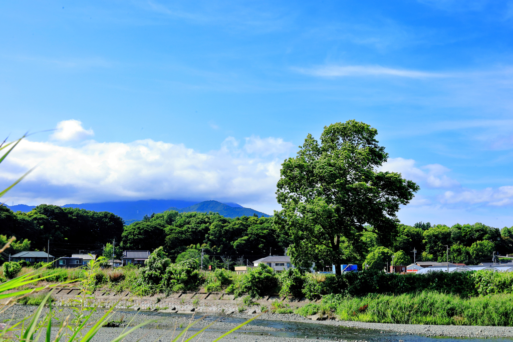 大好きな一本木