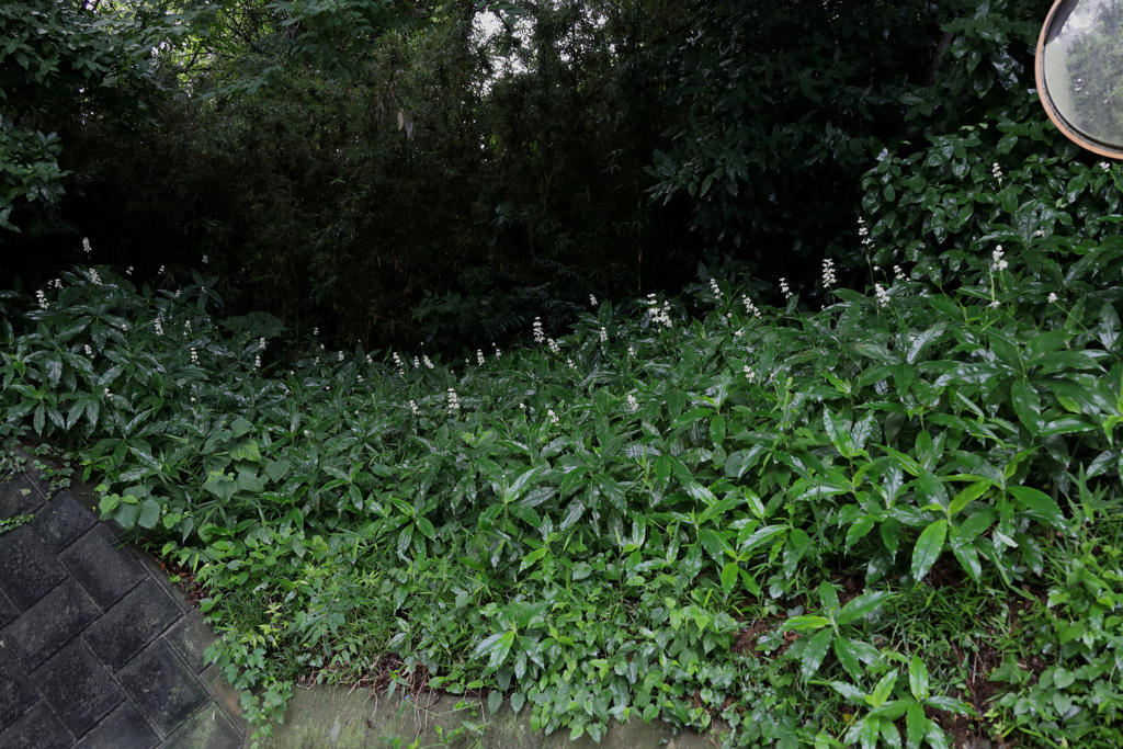 ヤブミョウガ