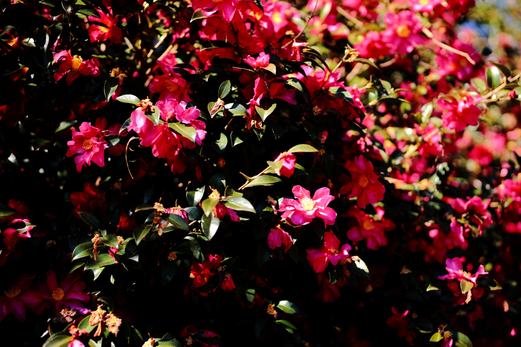 思い思いの向きで