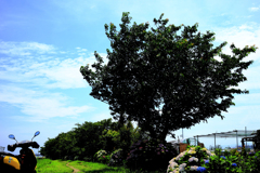 小出川沿いの紫陽花