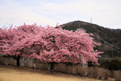 戸川公園の河津桜