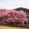 戸川公園の河津桜