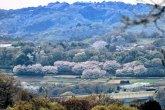 桜並木（遠景）