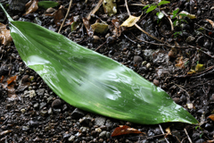 雨の軒先