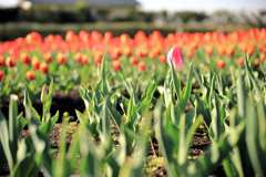 戸川公園のチューリップ畑