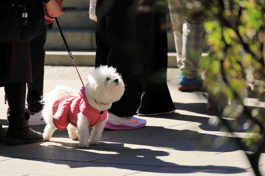 江ノ島観光　見上げる愛犬