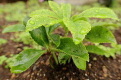 雨上がりに山茶花の若芽
