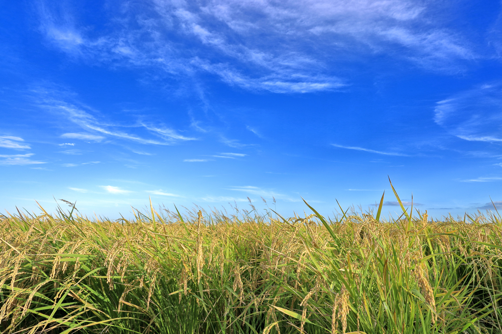真っ青な空と、黄金色の稲穂