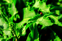 レディーバード