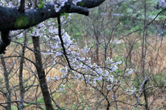 桜吹雪