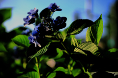 全方向を向く紫陽花