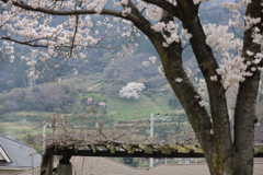 山桜