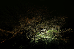 夜桜