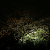 夜桜