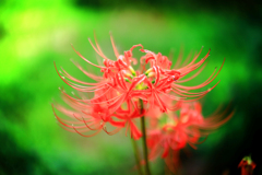 曼珠沙華