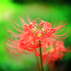 曼珠沙華