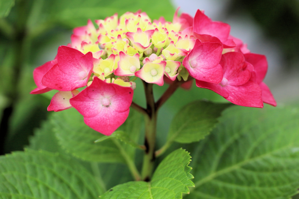 雨の中の赤い紫陽花