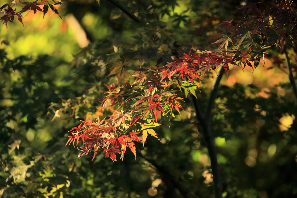 晩秋の弘法山　色とりどりの紅葉