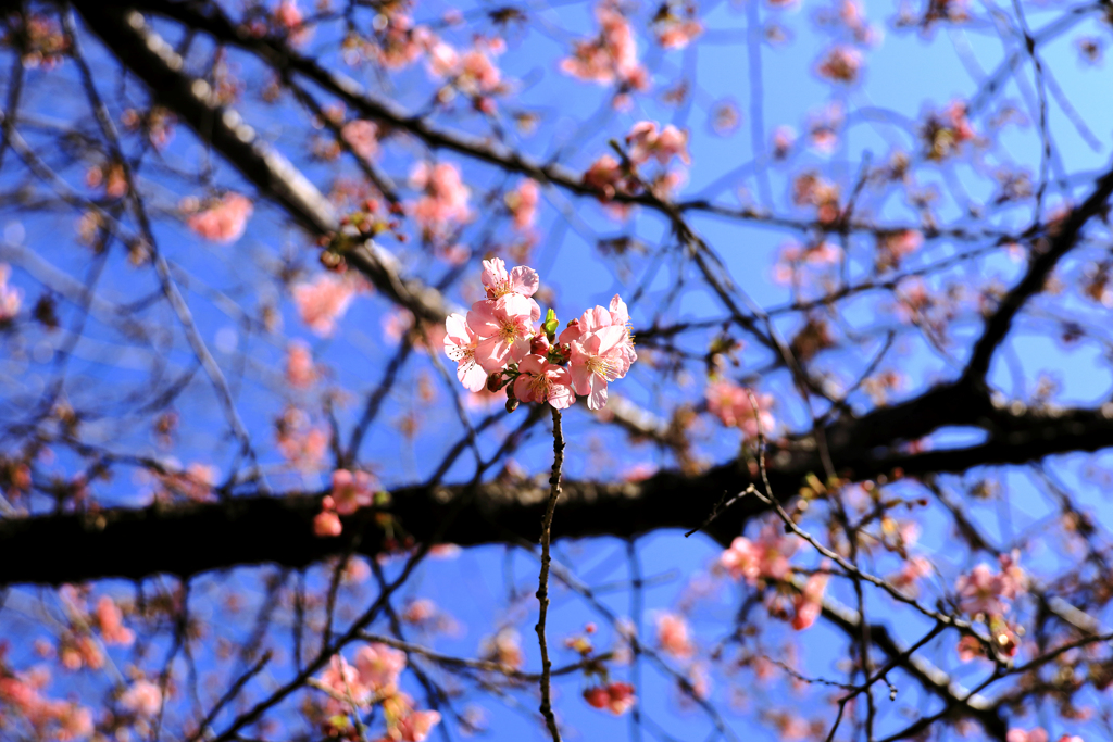 小さな公園の桜