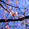小さな公園の桜