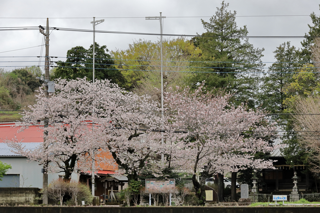 小野神社の桜