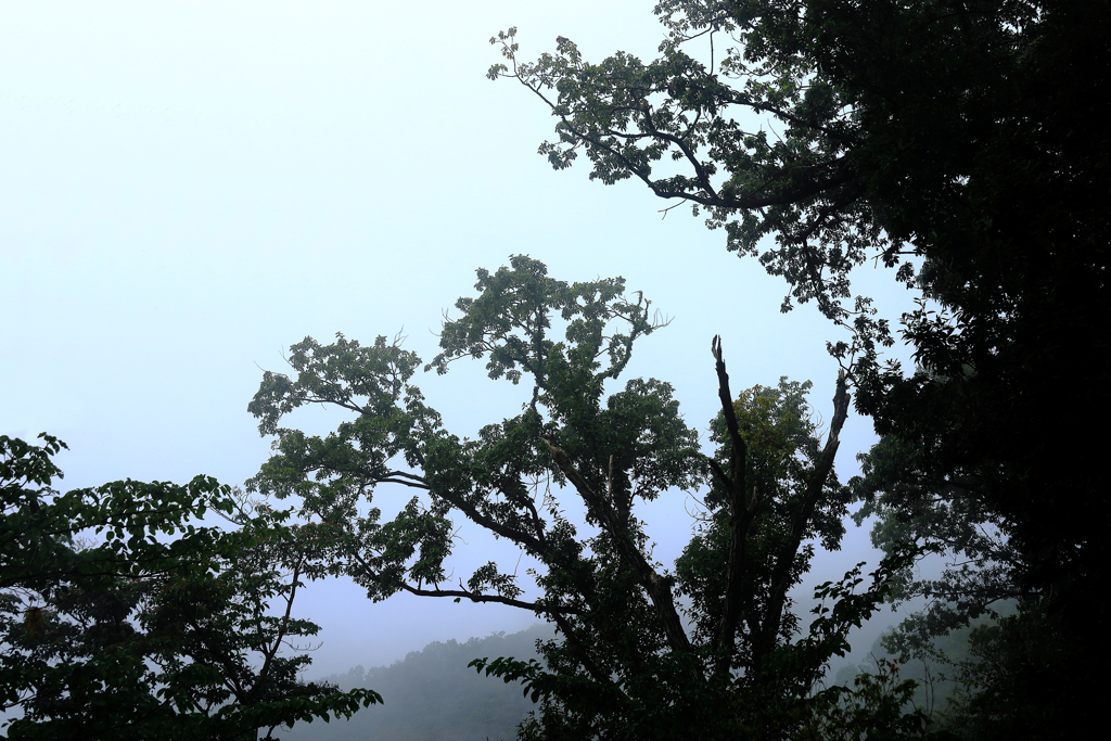 霧の弘法山