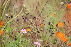 遅咲きのコスモス