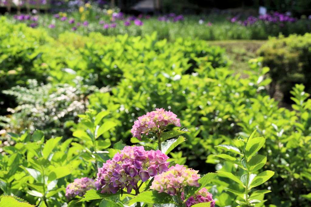 二宮せせらぎ公園　紫陽花越しに眺める