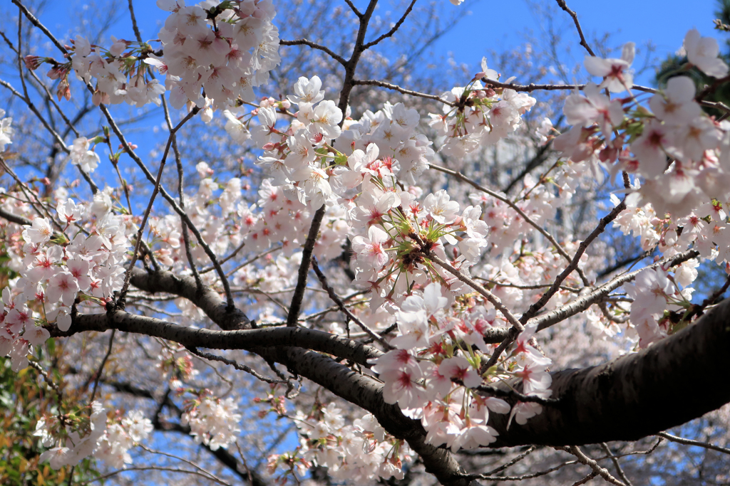 亀塚公園の桜
