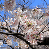 亀塚公園の桜