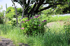日陰でひとやすみ